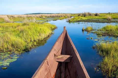 Bow of a wooden boat, driving through swamp, Mabamba, Lake Victoria, Uganda