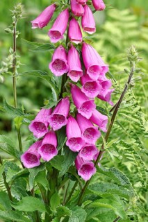 Common foxglove (Digitalis purpurea), flowers, close-up, from the plantain family, highly toxic,