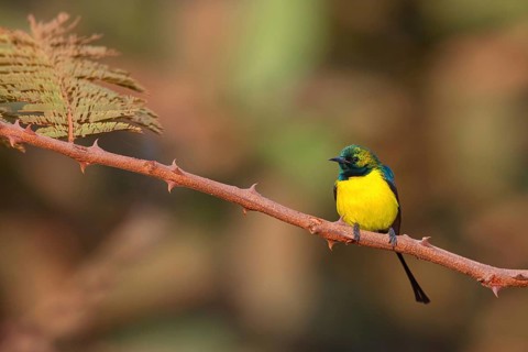 Green-breasted Sunbird, Green-throated Sunbird, Hedydipna platura, Anthodiaeta platura, (Anthreptes