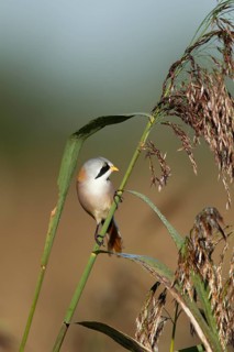 Bearded tit or reedling (Panurus biarmicus) adult male bird on a reed stem in a reedbed, England,