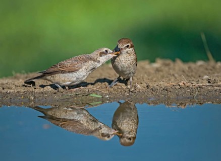 Red-backed Shrike (Lanius collurio) female feeding young, Aosta Valley, Italy