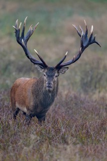Red deer (Cervus elaphus), capital stag standing in a meadow, rutting, Zealand, Denmark