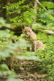 Eurasian lynx (Lynx lynx) youngster sitting in a forest, Bavaria, Germany