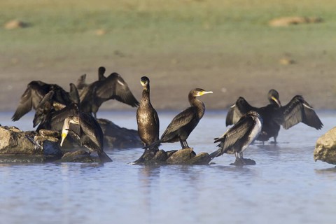 Great Cormorant (Phalacrocorax carbo), Madrid, Spain