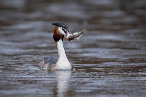 Great crested grebe (Podiceps cristatus) adult bird on a lake with a Bullhead fish for food in its