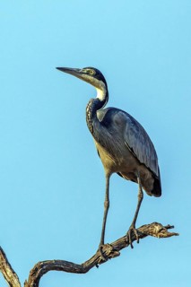 Black-necked Heron (Ardea melanocephala), Animals, Birds, Heron, Walking bird, Zambia, South Africa