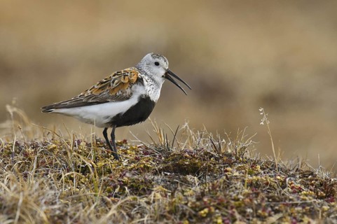 Dunlin (Calidris alpina), Alaska, USA