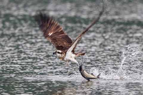 Western Osprey (Pandion haliaetus) flying with fish prey in its claws, Mecklenburg-Western