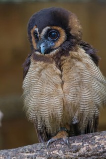 One Brown Wood Owl (Strix leptogrammica) sitting on a branch. A forest in the background