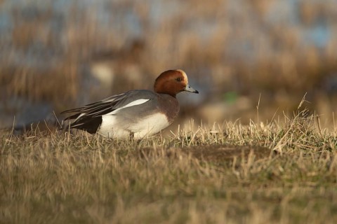 Wigeon duck (Anas penelope) adult male bird on grassland in winter, RSPB Frampton marsh nature
