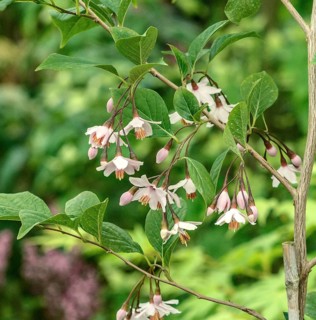 Styrax japonicus (Styrax japonicus 'Pink Chimes'), Rhodo 2014, Germany