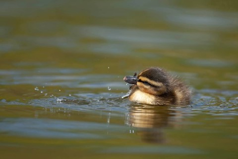 Mallard duck (Anas platyrhynchos) juvenile baby duckling bird on a lake in spring, England, United