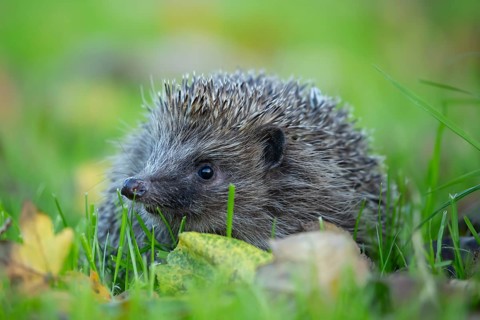 European hedgehog (Erinaceus europaeus) adult animal on a garden gras lawn in autumn, England,