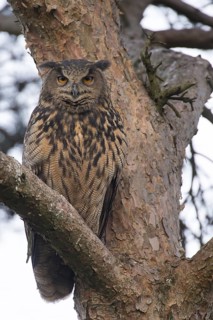 Eurasian Eagle-Owl (Bubo bubo), Lower Saxony, Germany