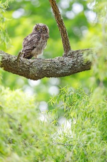 Spotted eagle-owl (Bubo africanus), Grand-duc africain, Wakkerstrom surroundings, Wakkerstrom,