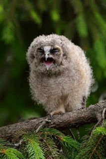 Tawny Owl (Strix aluco) chick perched on a branch, North Rhine-Westphalia, Germany