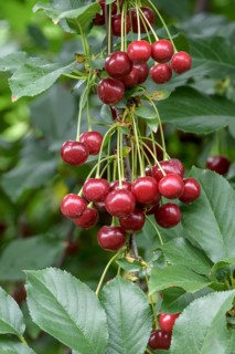 Sour cherry (Prunus cerasus MORELLENFEUER),  Austria