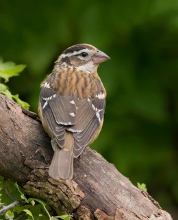 Rose-breasted Grosbeak, Pheucticus ludovicanus, juvenile, perched in Saskatoon in the fall, in
