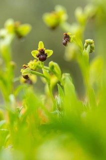 Close-up view of rare Andalusian orchids, showcasing vibrant green hues and distinctive dark brown