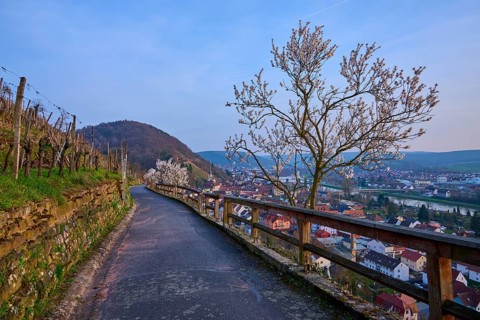 A path on a hill with a view of a town and blooming almond trees, Klingenberg am Main, Churfranken,