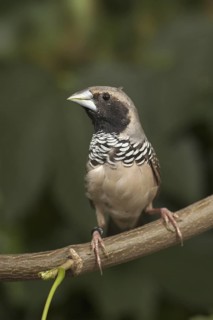 Pictorella Mannikin (Heteromunia pectoralis) female