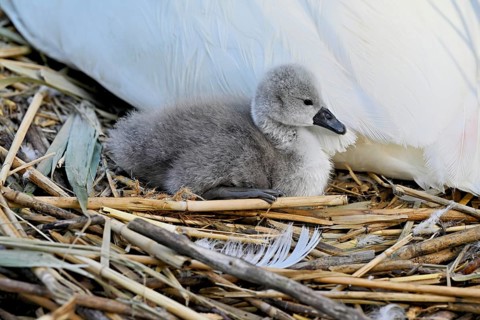 Mute swan (Cygnus olor), chick sitting on nest, Cham, Lake Zug, Canton Zug, Switzerland
