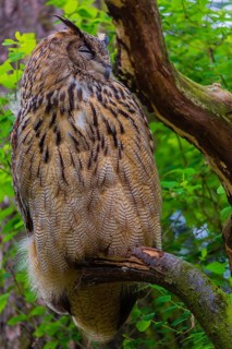 Portrait of an Eurasian Eagle Owl, Bubo bubo. Green vegetation in the background