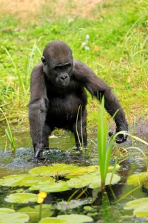 Western gorilla (Gorilla gorilla), young animal, at the water, splashing, playing, discovering