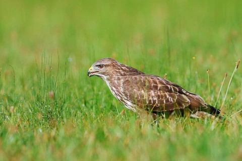 Common buzzard (Buteo buteo) sitting in a meadow, North Rhine-Westphalia, Germany