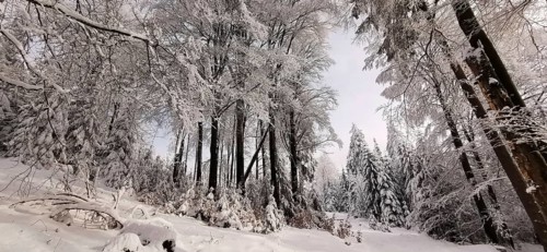 Snowy forest with tall trees, a quiet winter atmosphere, Franconian Forest nature park Park