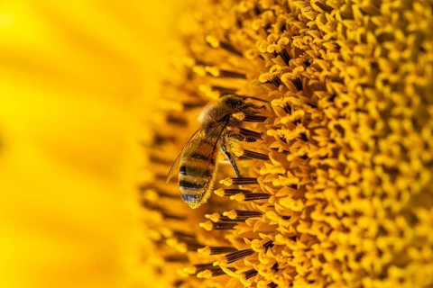 Macro photograph of a honey bee (Apis mellifera) on the bright yellow blossom of a sunflower