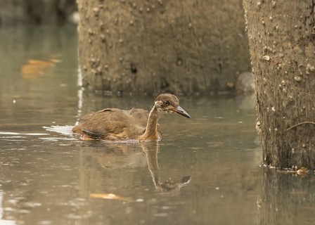 African Finfoot (Podica senegalensis) juvenile, Gambia