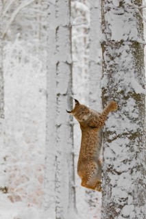 One young male Eurasian lynx, (Lynx lynx), climbing up a birch tree in a snow covered forest
