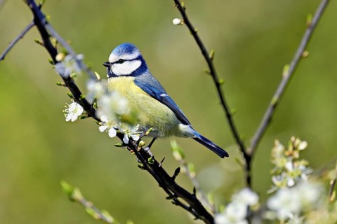 Blue tit (Parus caeruleus), sitting in flowering blackthorn (Prunus spinosa), Flachsee nature