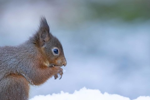 Red squirrel (Sciurus vulgaris) adult animal feeding on a nut in a snow covered woodland in winter,