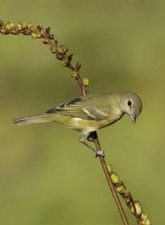 Bell's Vireo (Vireo bellii), Texas, USA
