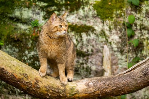 European wildcat (Felis silvestris silvestris) sitting in a forest, Bavaria, Germany