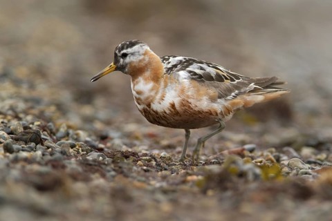 Red Phalarope (Phalaropus fulicarius) male, Chukotka, Russia