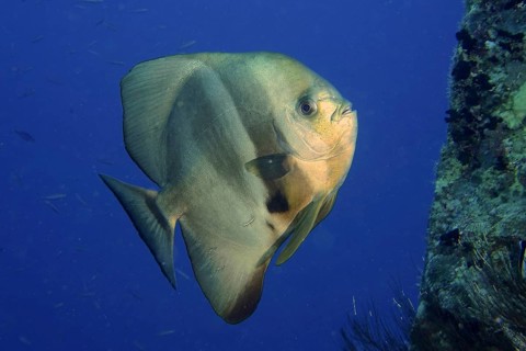 Round-headed batfish (Platax orbicularis)