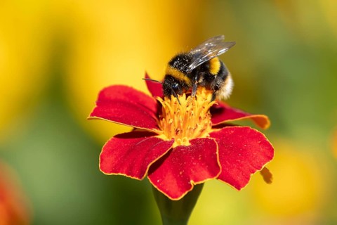 Buff tailed bumblebee (Bombus terrestris) adult bee insect feeding on a garden French marigold