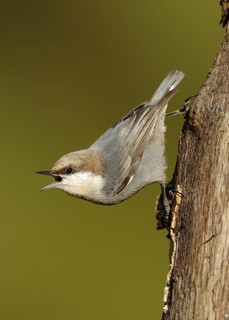 Brown-headed Nuthatch (Sitta pusilla) singing, Texas, USA