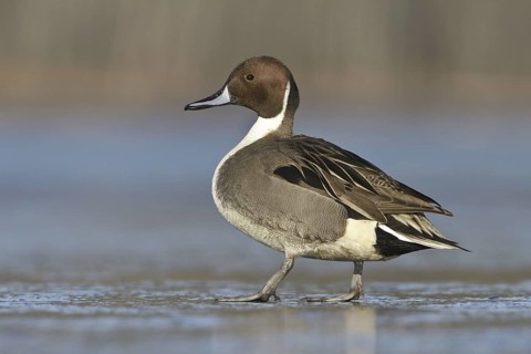 Northern Pintail (Anas acuta) male, British Columbia, Canada