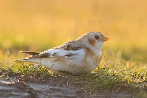 Snow Bunting (Plectrophenax nivalis) perched on the ground, Hortobagy, Hungary