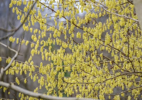 Mock hazel (Corylopsis sinensis), Switzerland