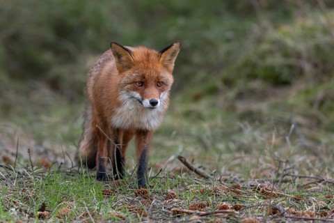 For the red fox (Vulpes vulpes) it is no problem to move silently on the forest floor, the fallen