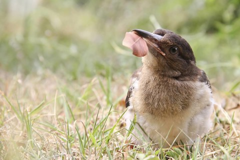 Pied Butcherbird (Cracticus nigrogularis) juvenile, Queensland, Australia