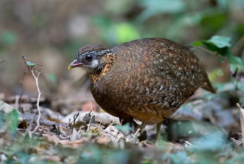 Green-legged Partridge (Arborophila chloropus), Kaeng Krachan, Thailand