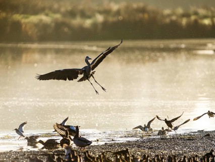 Grey Heron, Ardea cinerea, bird in winter on marshes in winter soft morning light, Devon, England,