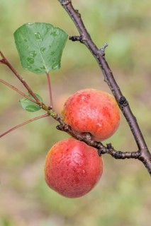 Apricot (Prunus armeniaca 'Harogem'), Baum- und Rebschule Schreiber KG, Federal Republic of Germany