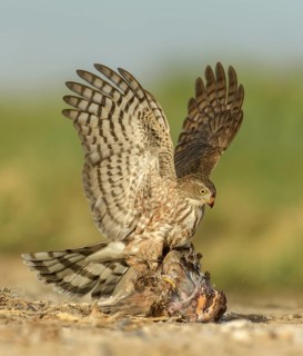 Sharp-shinned Hawk (Accipiter striatus) immature with male Northern Bobwhite (Colinus virginianus)